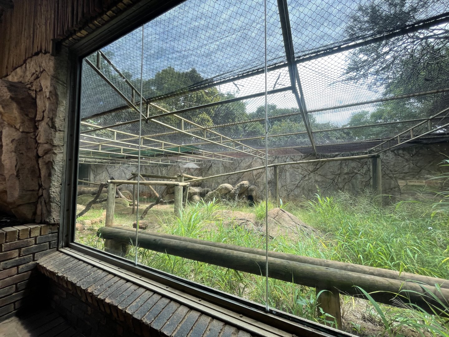 First Drill Enclosure (Mandrillus leucophaeus)
