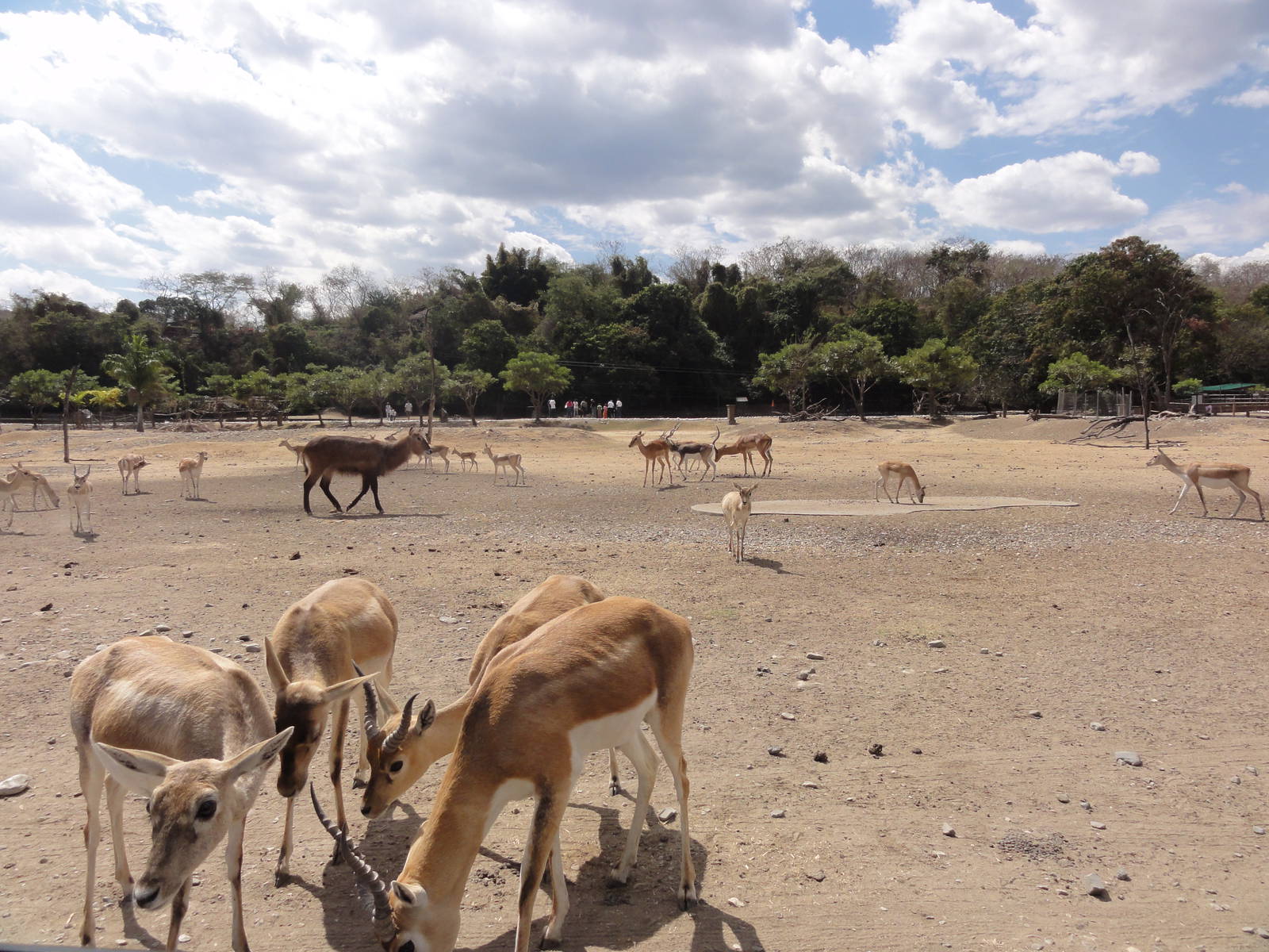 First drive through area