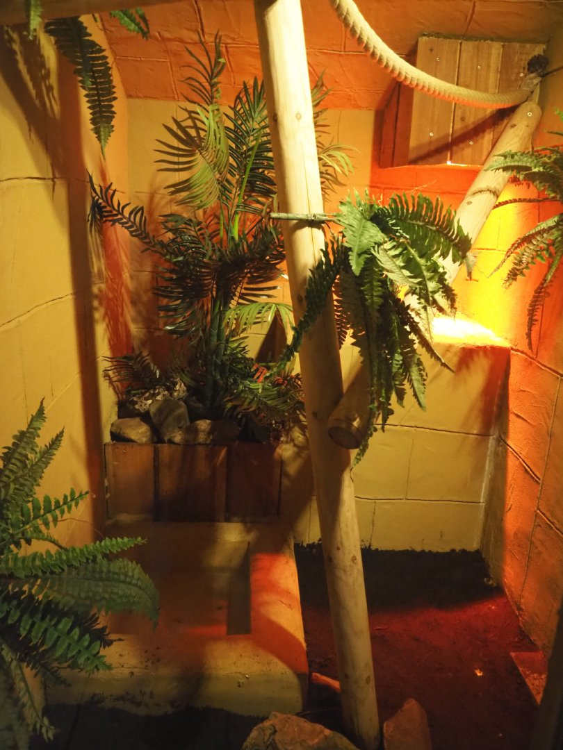 First Dumeril's boa terrarium, 2020-09-12