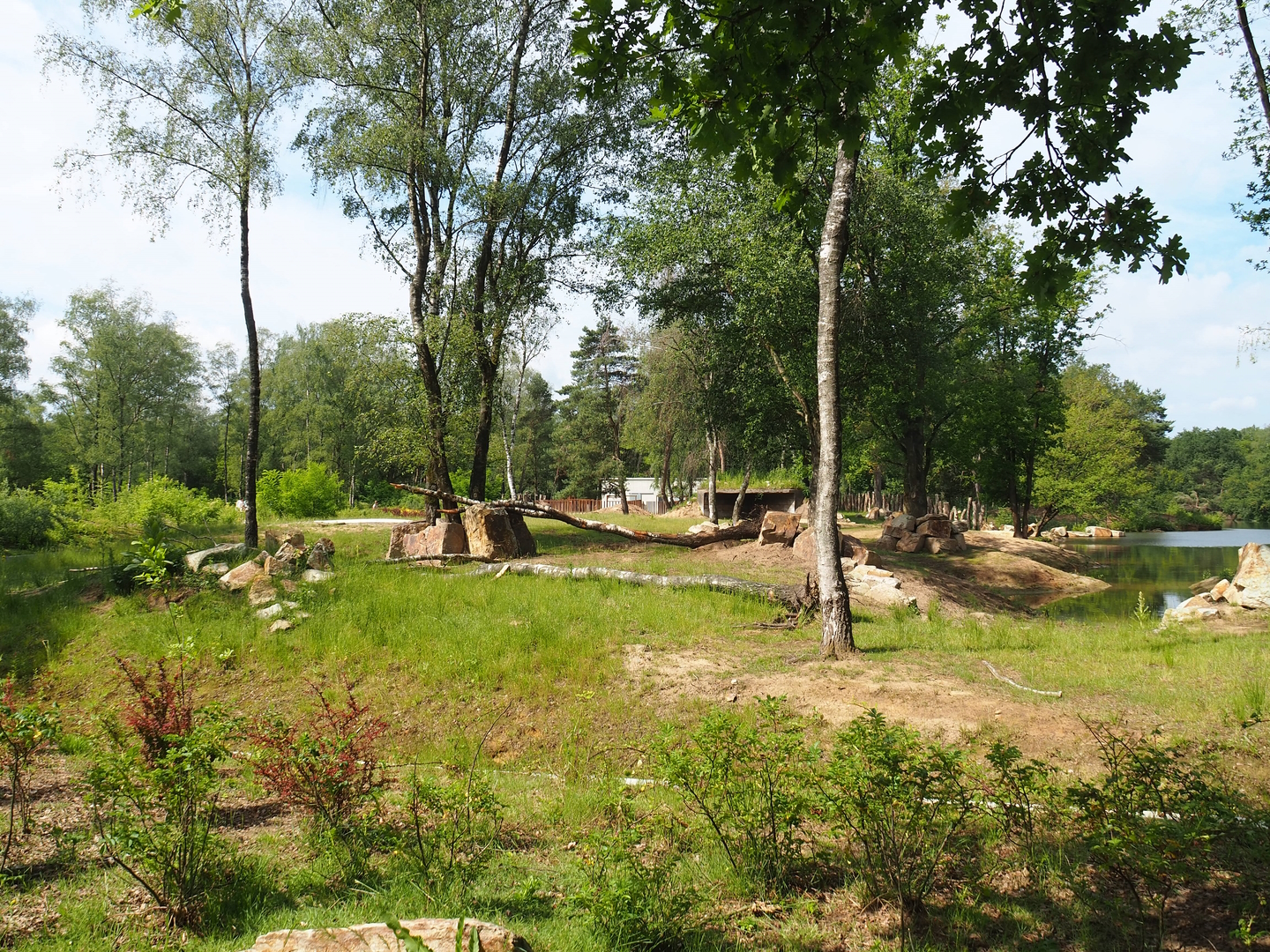 First Eastern black rhinoceros exhibit, 2022-06-12