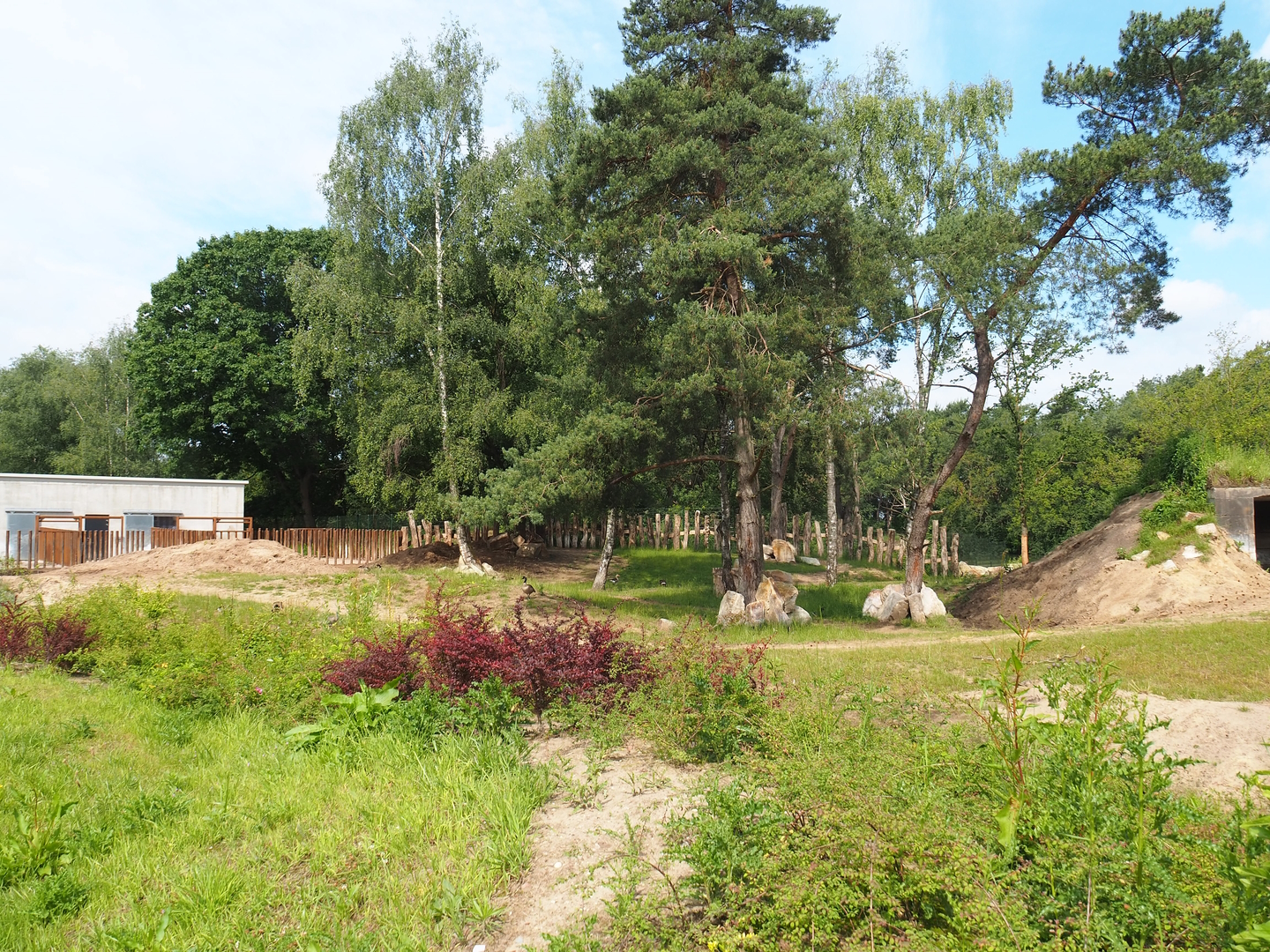 First Eastern black rhinoceros exhibit, 2022-06-12