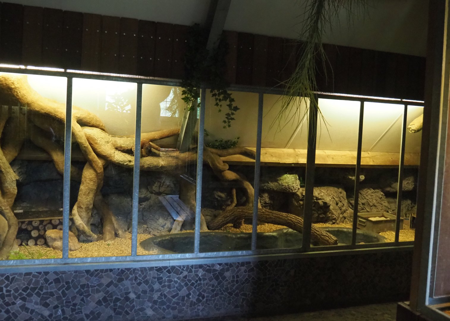 First Eastern ring-tailed vontsira exhibit, 2022-05-17