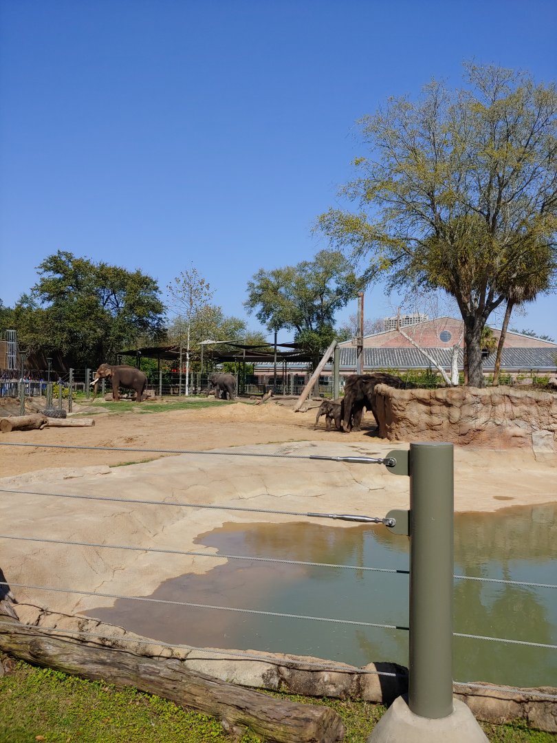 First elephant yard