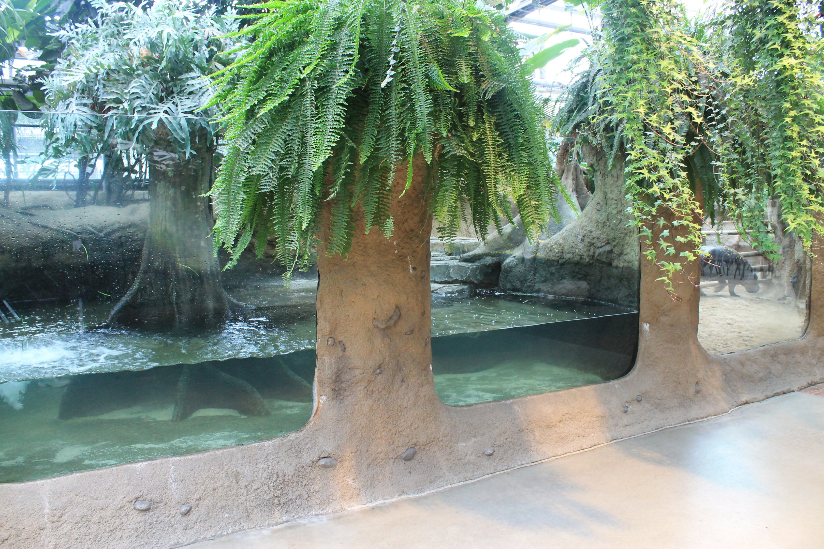 First enclosure for Pigmy Hippopotamus