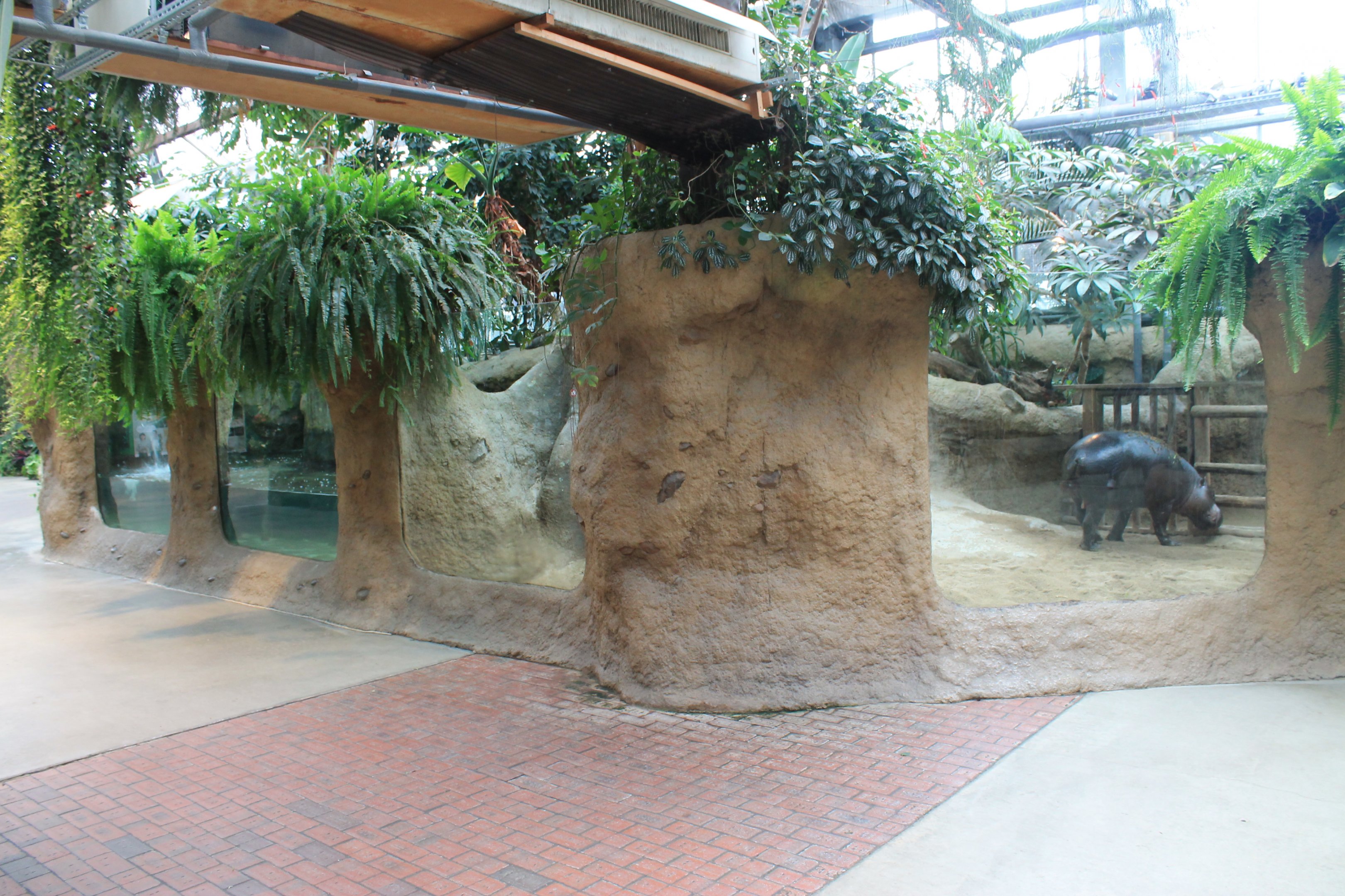 First enclosure for Pigmy Hippopotamus