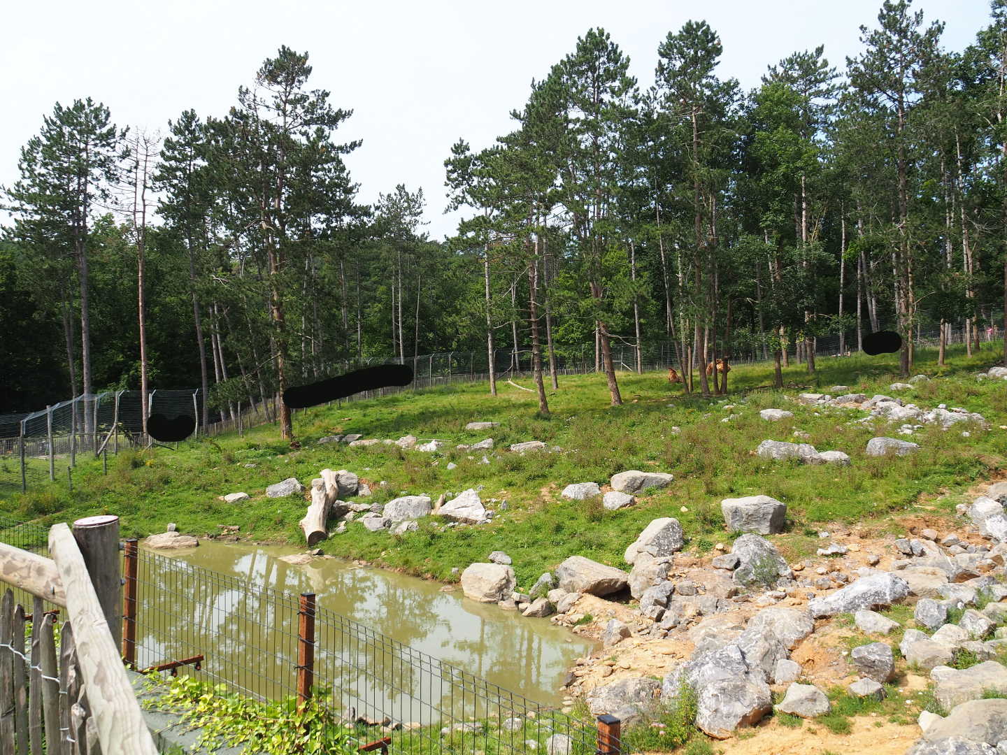 First Eurasian brown bear exhibit - Exhibit for four young male bears, 2021-08-15
