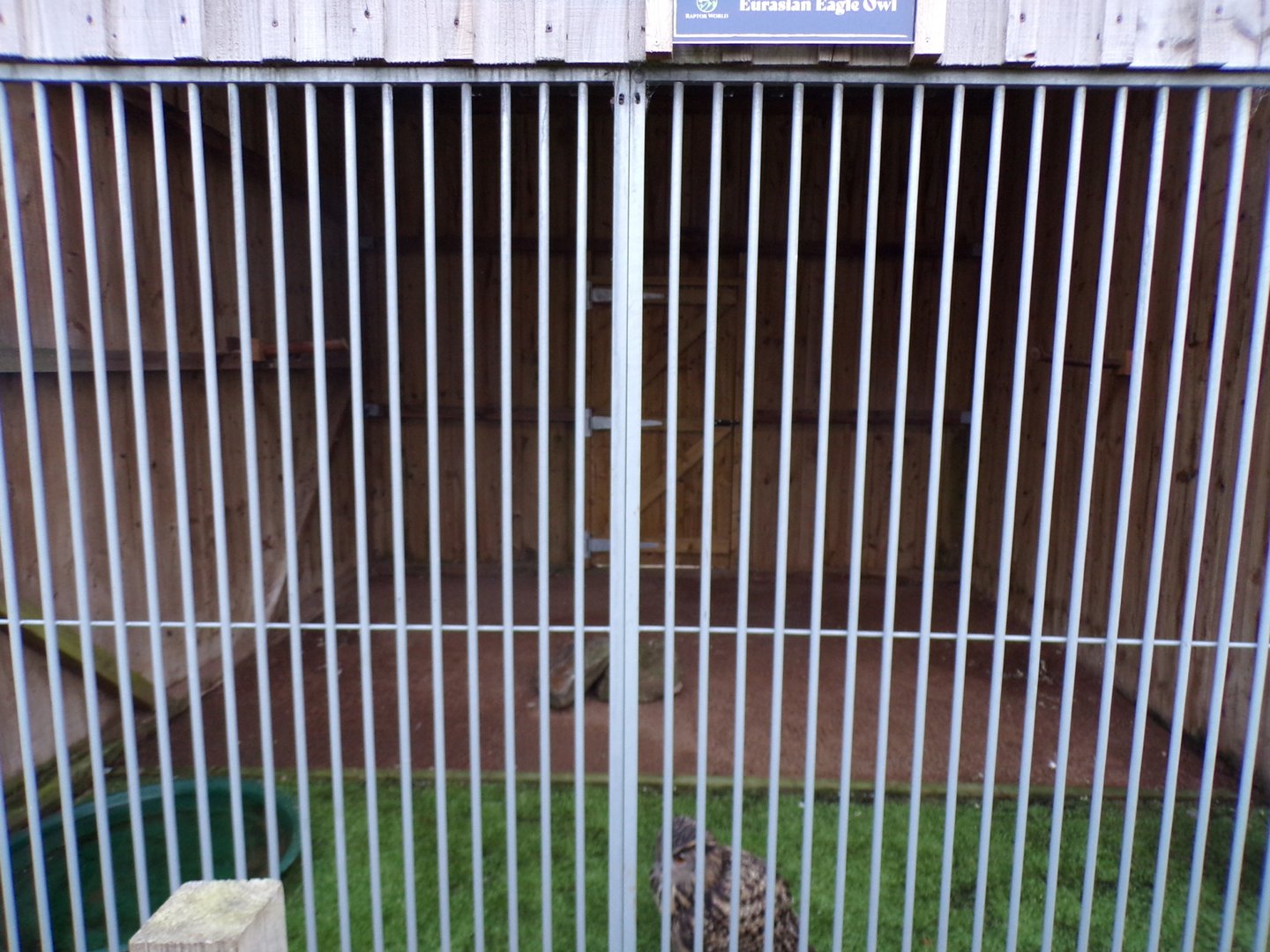 First Eurasian eagle owl enclosure