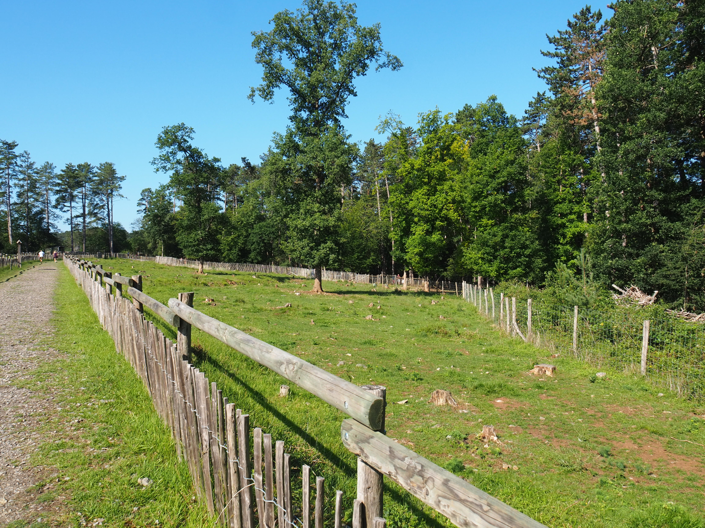 First Eurasian forest reindeer paddock, 2020-07-12