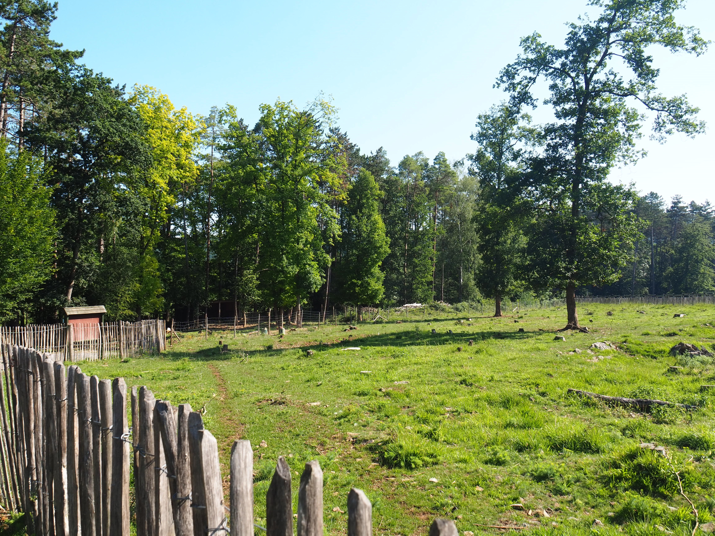 First Eurasian forest reindeer paddock, 2020-07-12