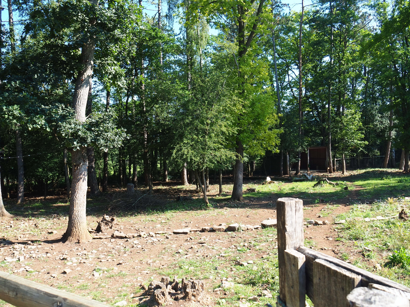 First Eurasian forest reindeer paddock, 2020-07-12