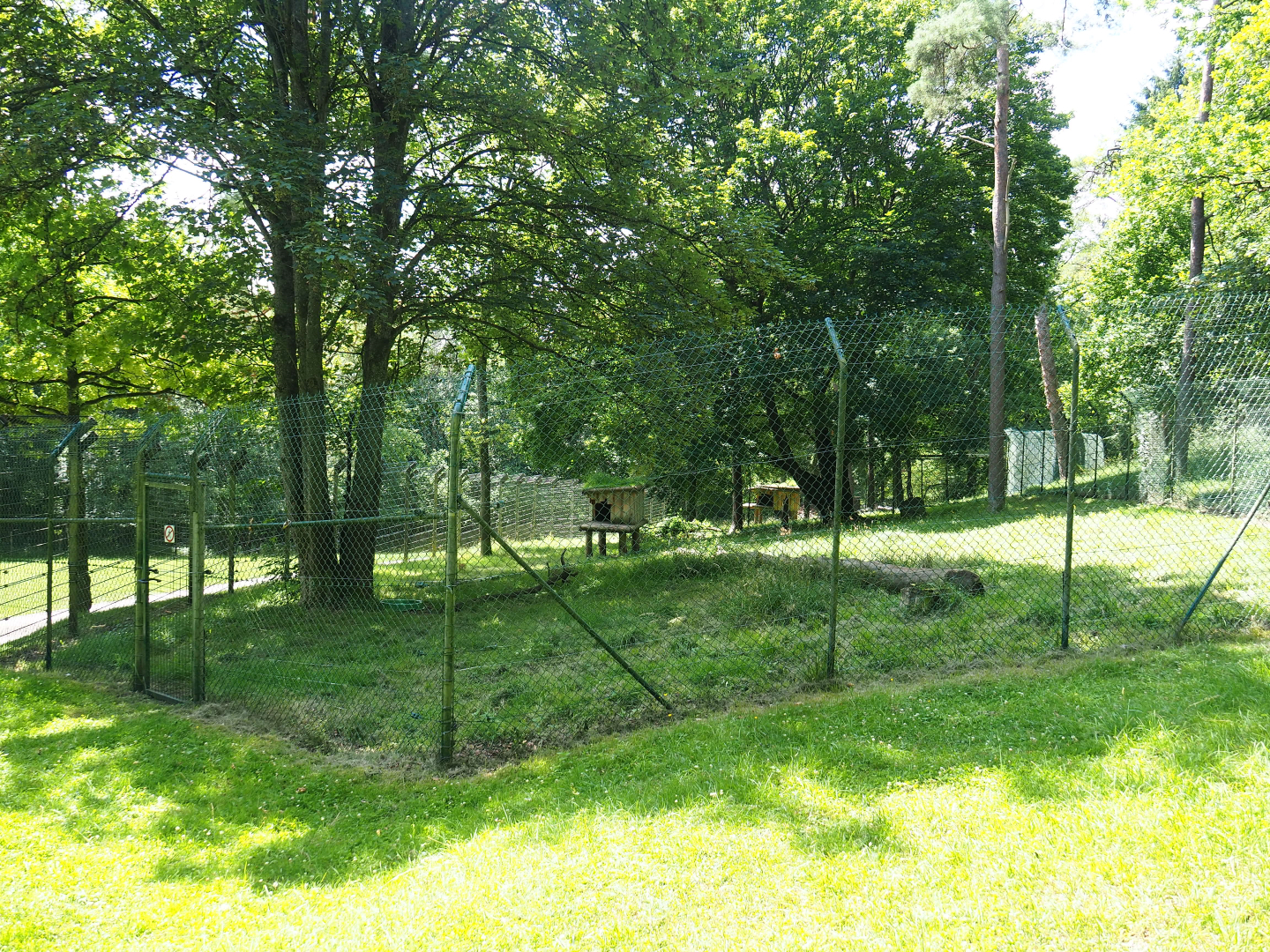 First Eurasian lynx exhibit, 2020-07-12