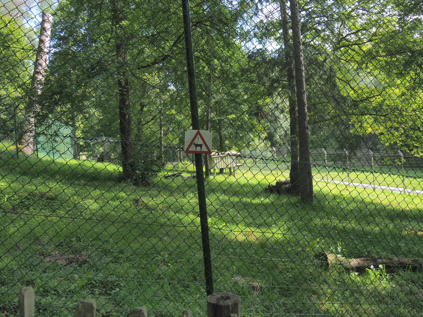 First Eurasian lynx exhibit, 2021-08-15