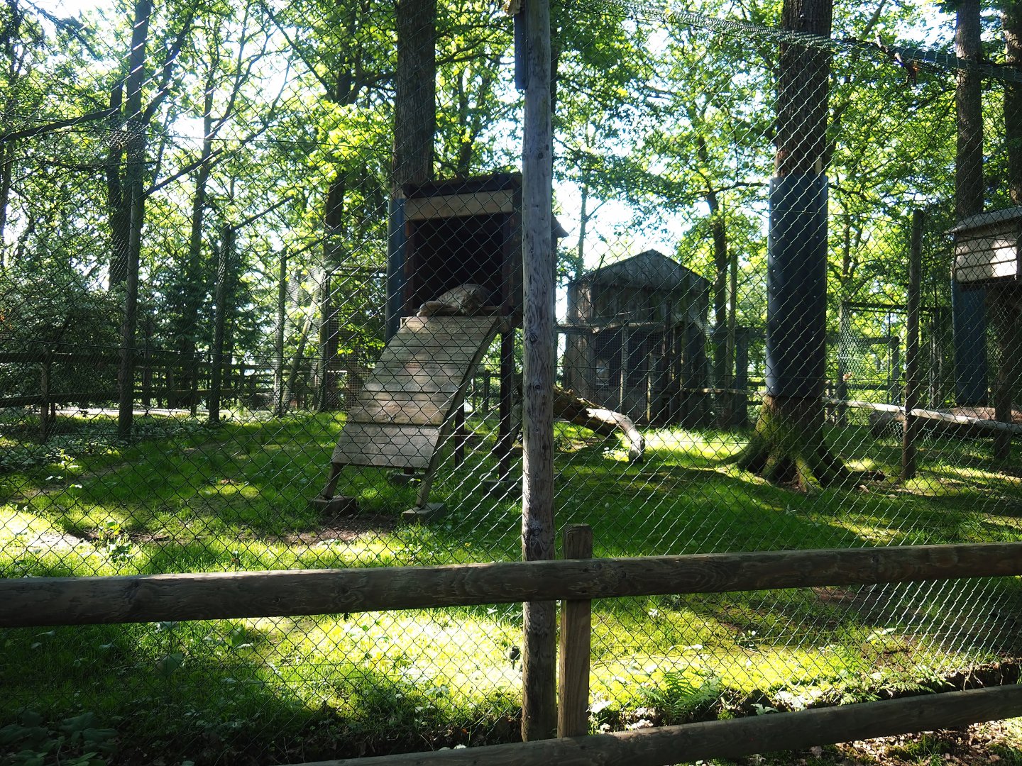 First Eurasian lynx exhibit, 2023-06-24