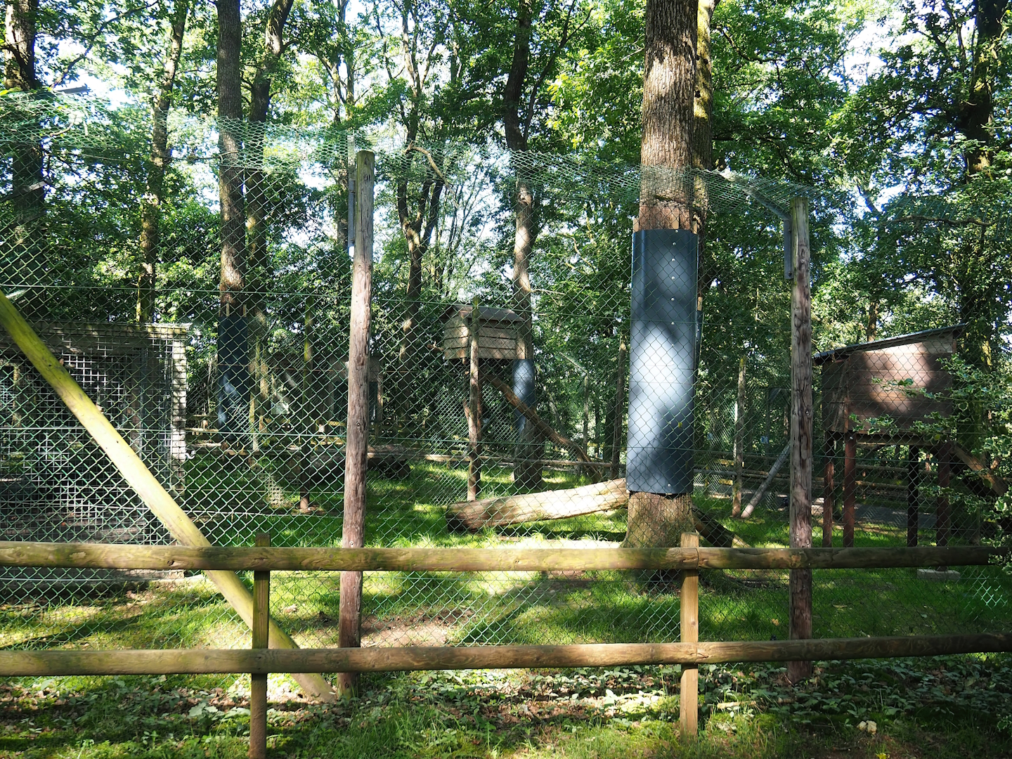 First Eurasian lynx exhibit, 2023-06-24