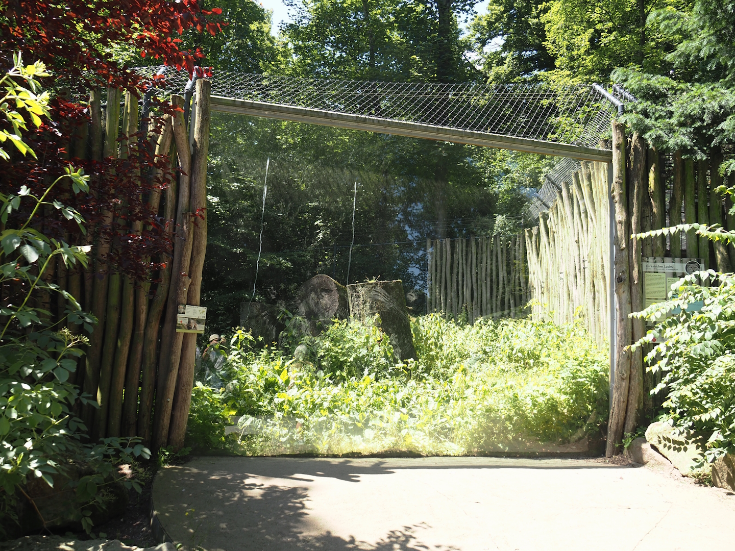 First Eurasian lynx exhibit, 2024-06-08