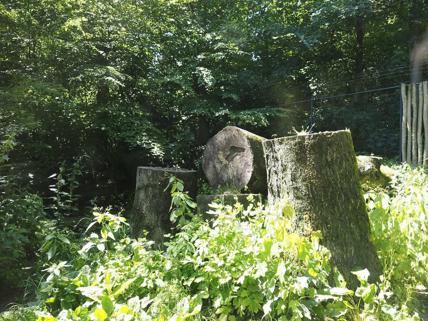 First Eurasian lynx exhibit, 2024-06-08