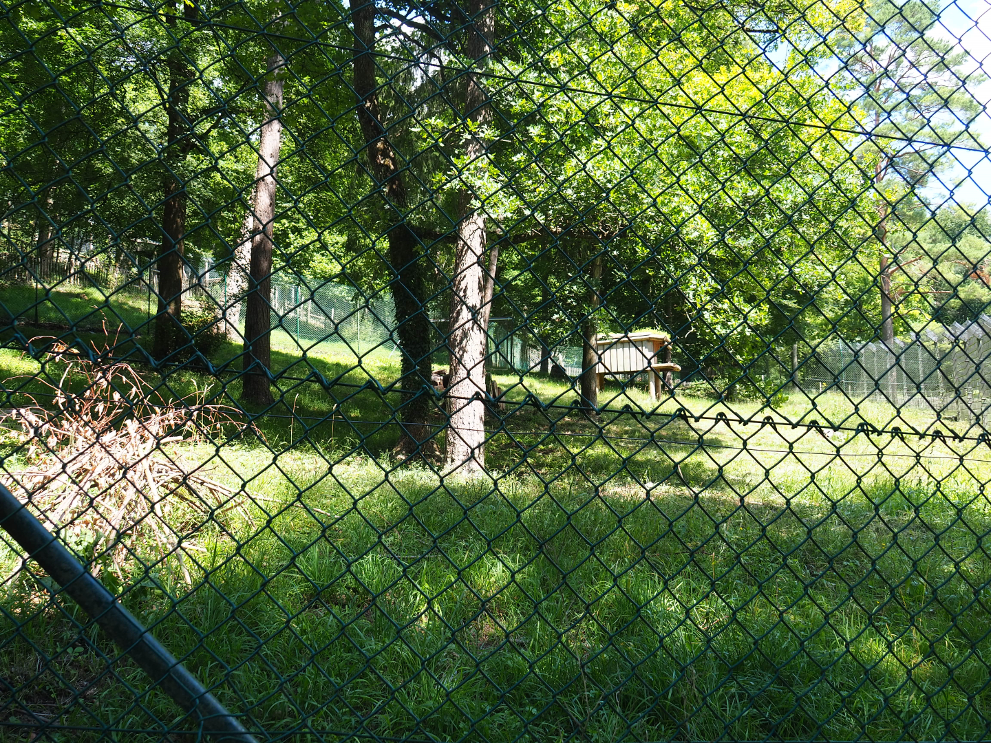 First Eurasian lyxn exhibit, 2020-07-12