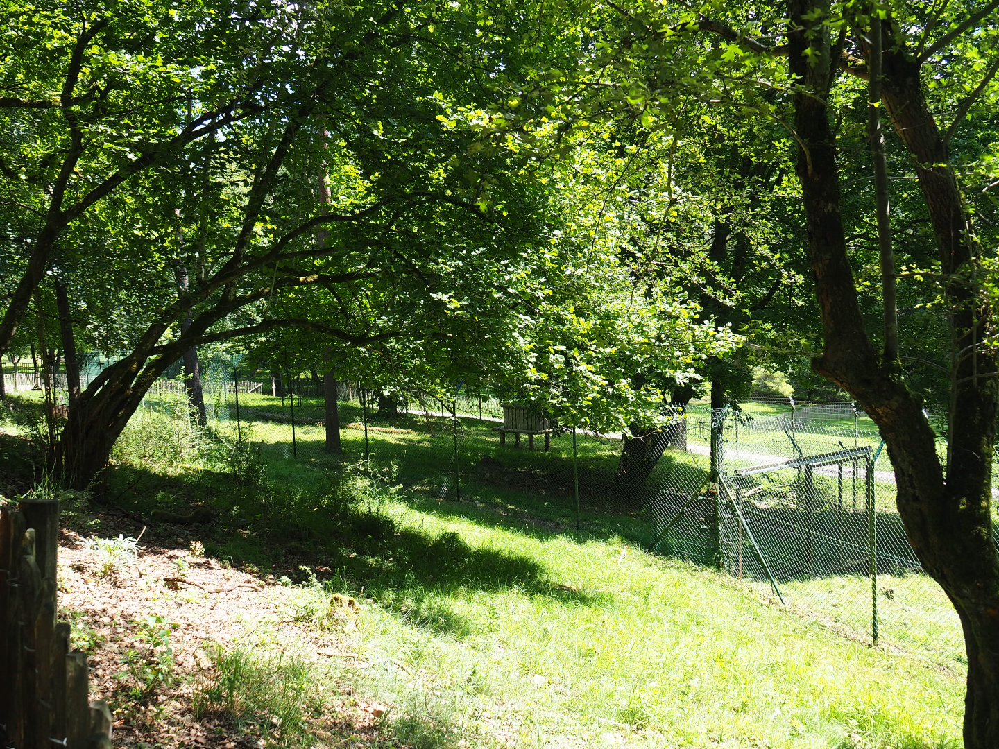 First Eurasian lyxn exhibit, 2020-07-12