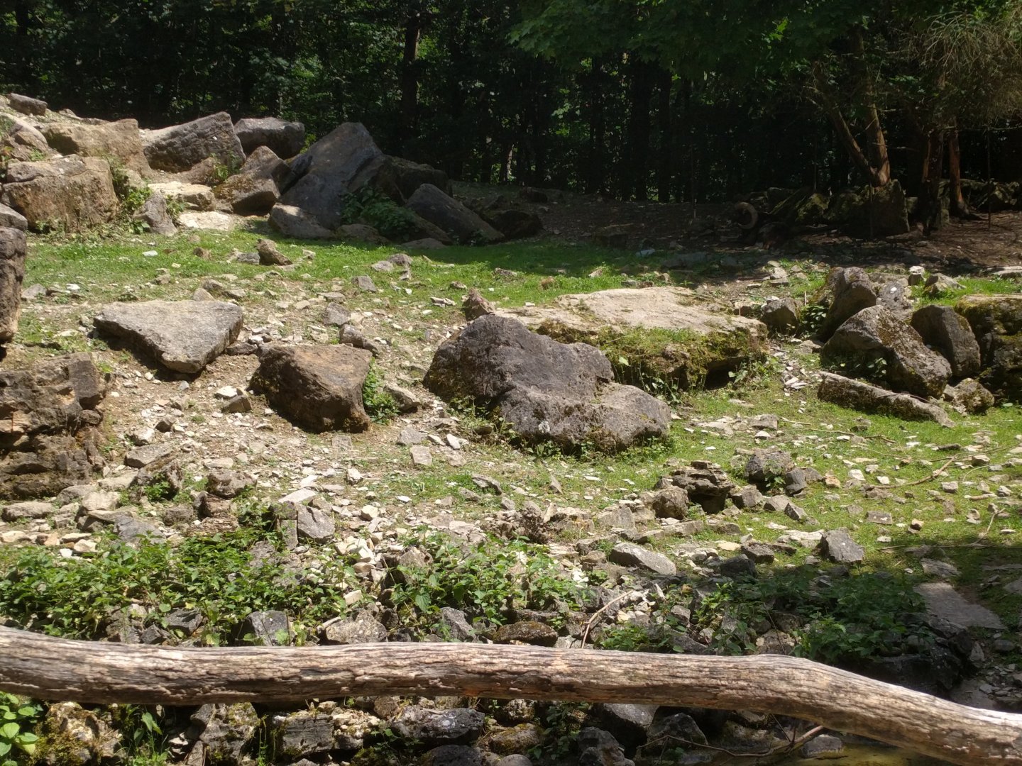 First European moufflon Enclosure