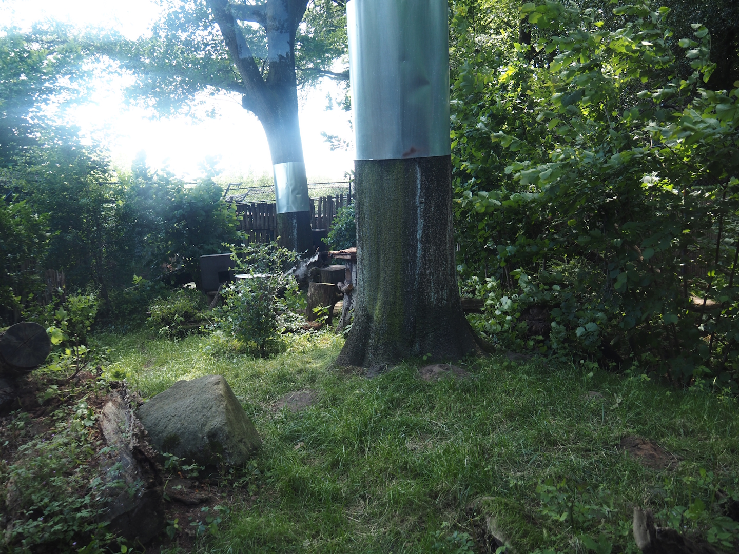 First European wildcat exhibit, 2024-06-08