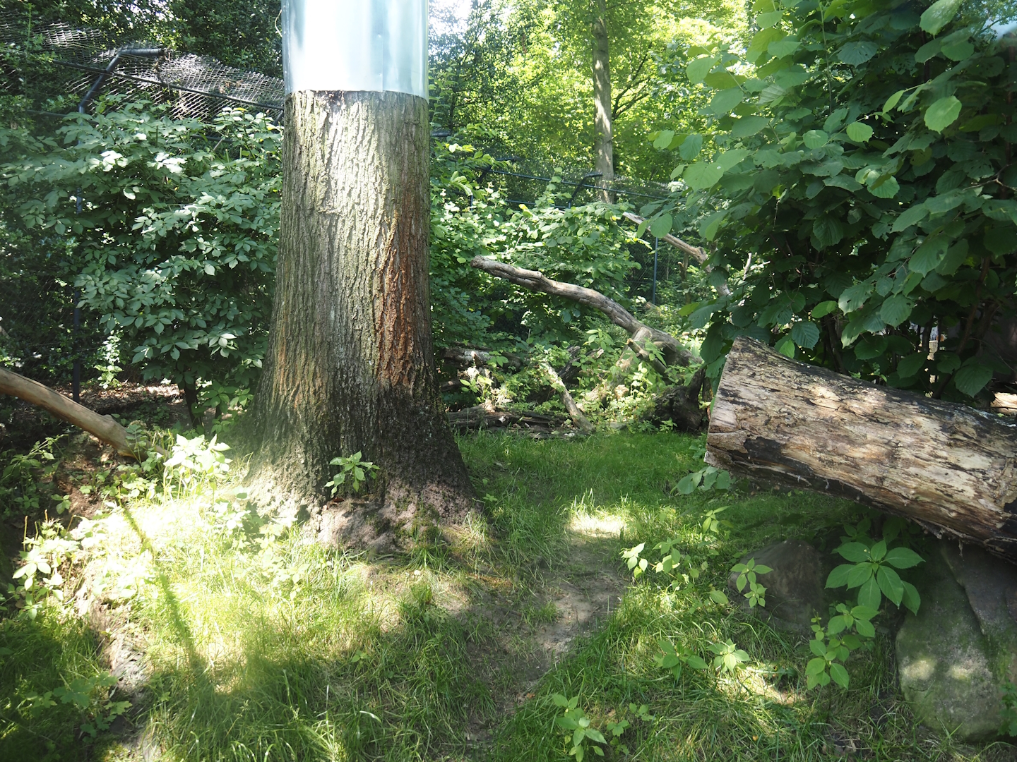 First European wildcat exhibit, 2024-06-08