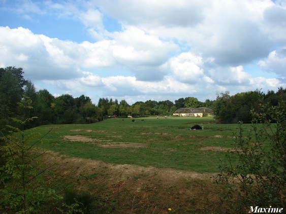 First exhibit (Cars-Part) : White rhinoceros & Ostrich