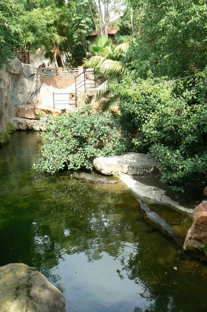 First false gharials exhibit