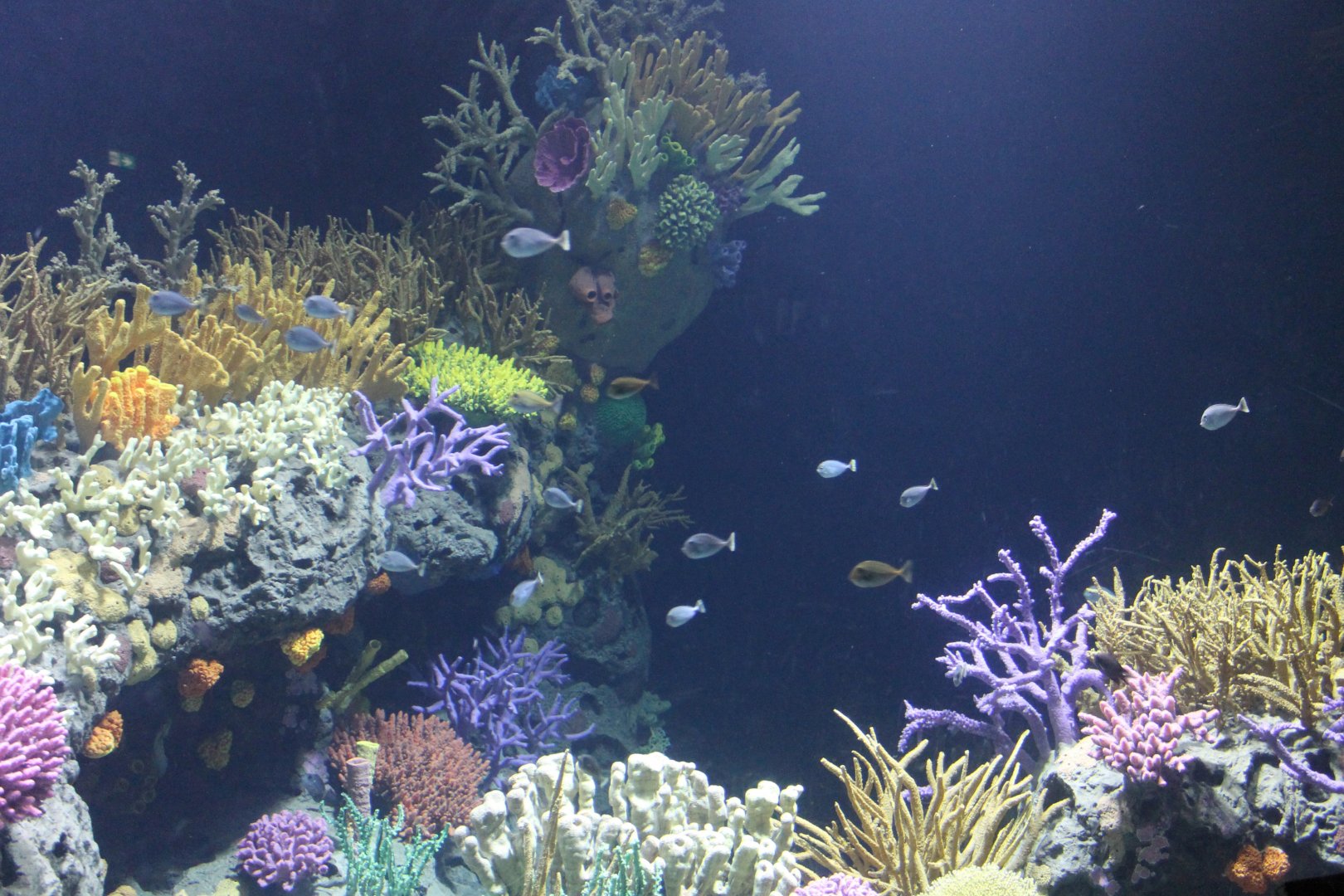 First fishes in new decorated Underwater-tunnel