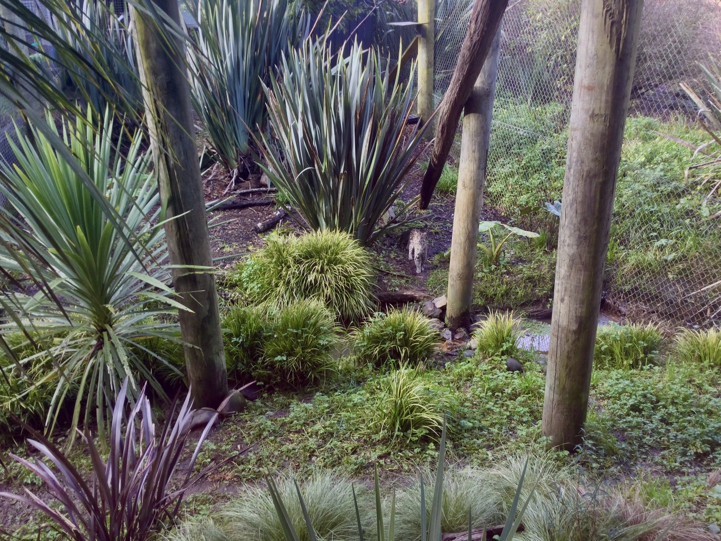 First Fishing Cat Exhibit