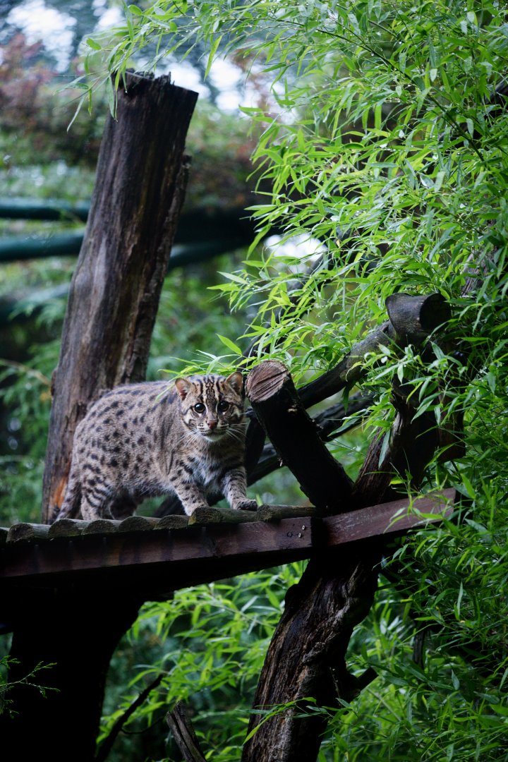 First Fishing Cats in Poland!