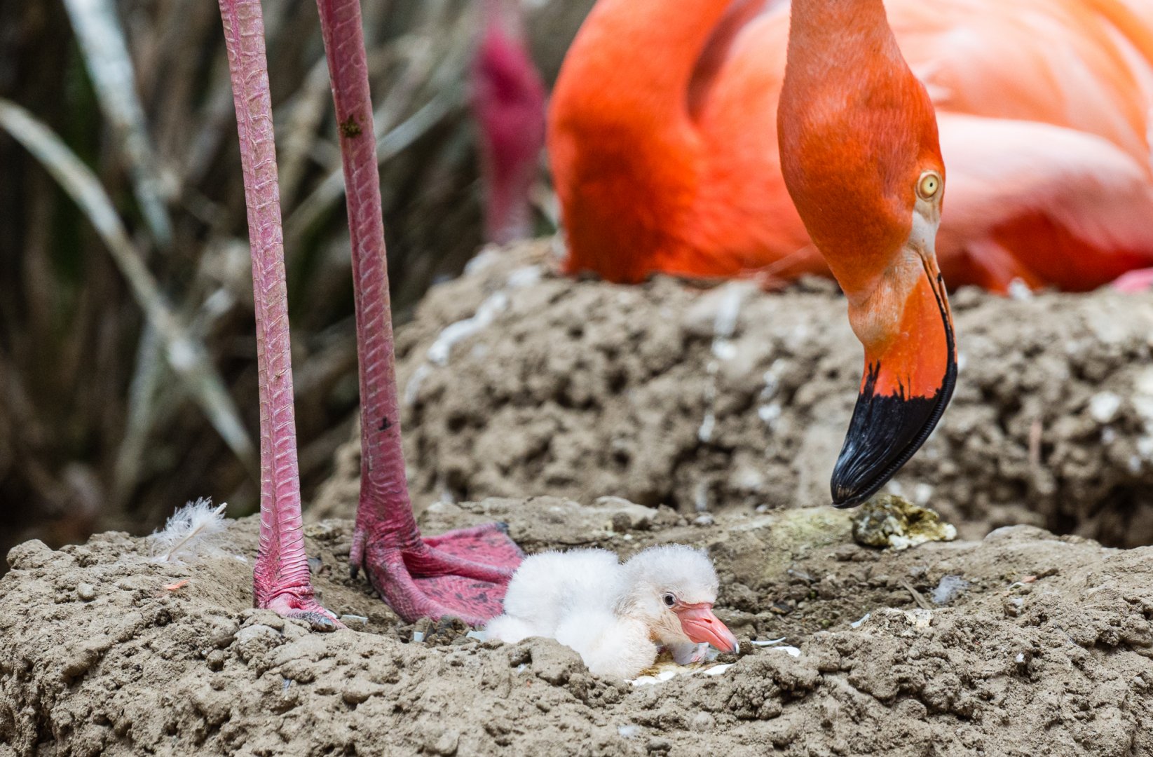 First flamingo chick of the season