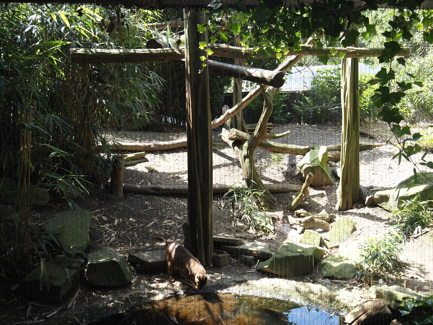 First fossa exhibit, 2024-06-08