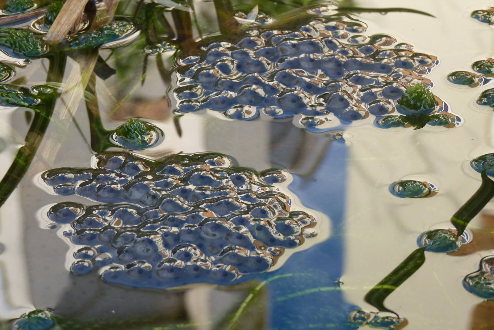 First frogspawn of 2016