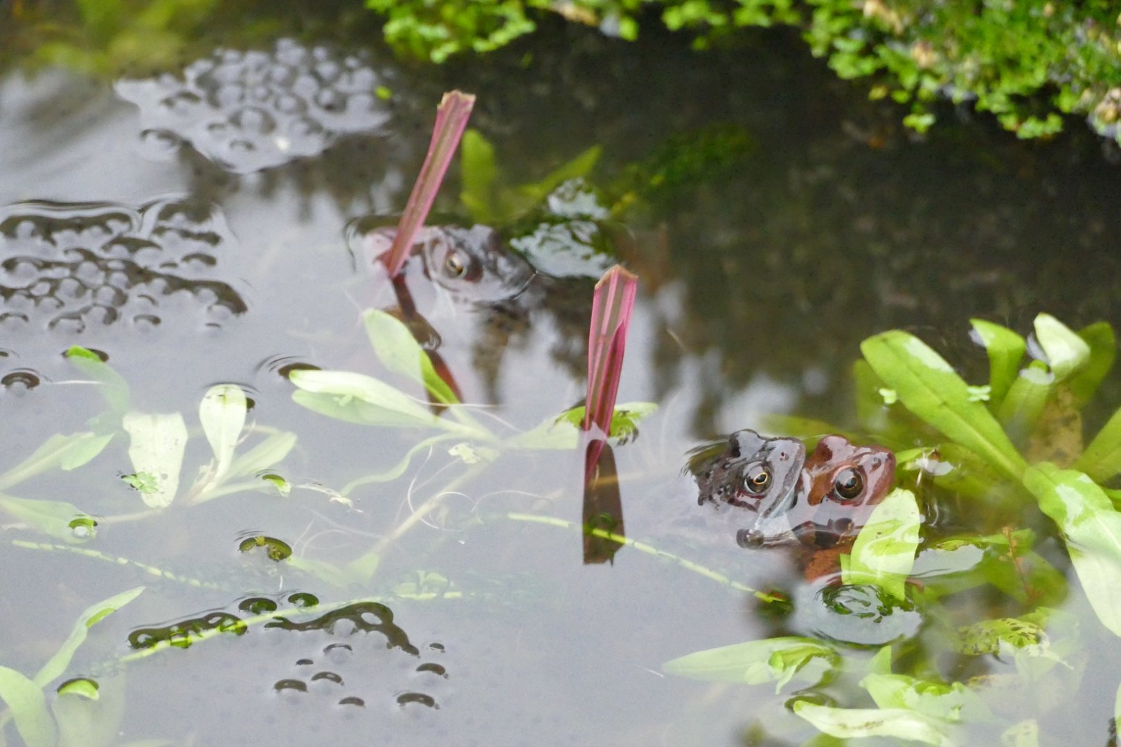 First frogspawn of the season, January 2021