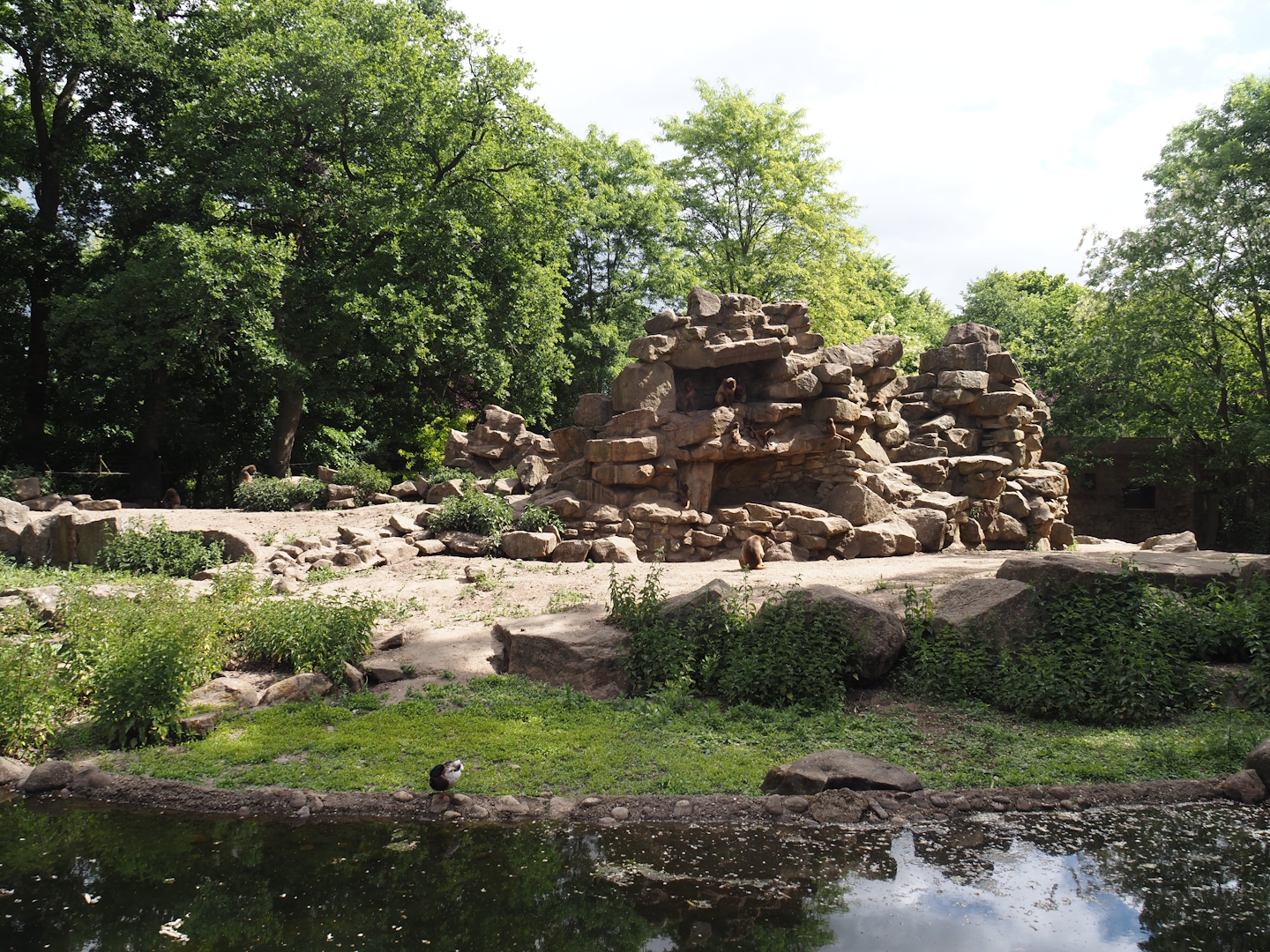 First Gelada exhibit, 2025-05-22