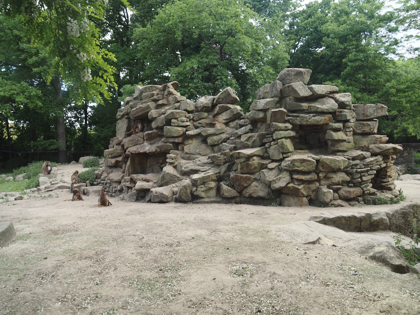 First Gelada exhibit, 2025-05-22