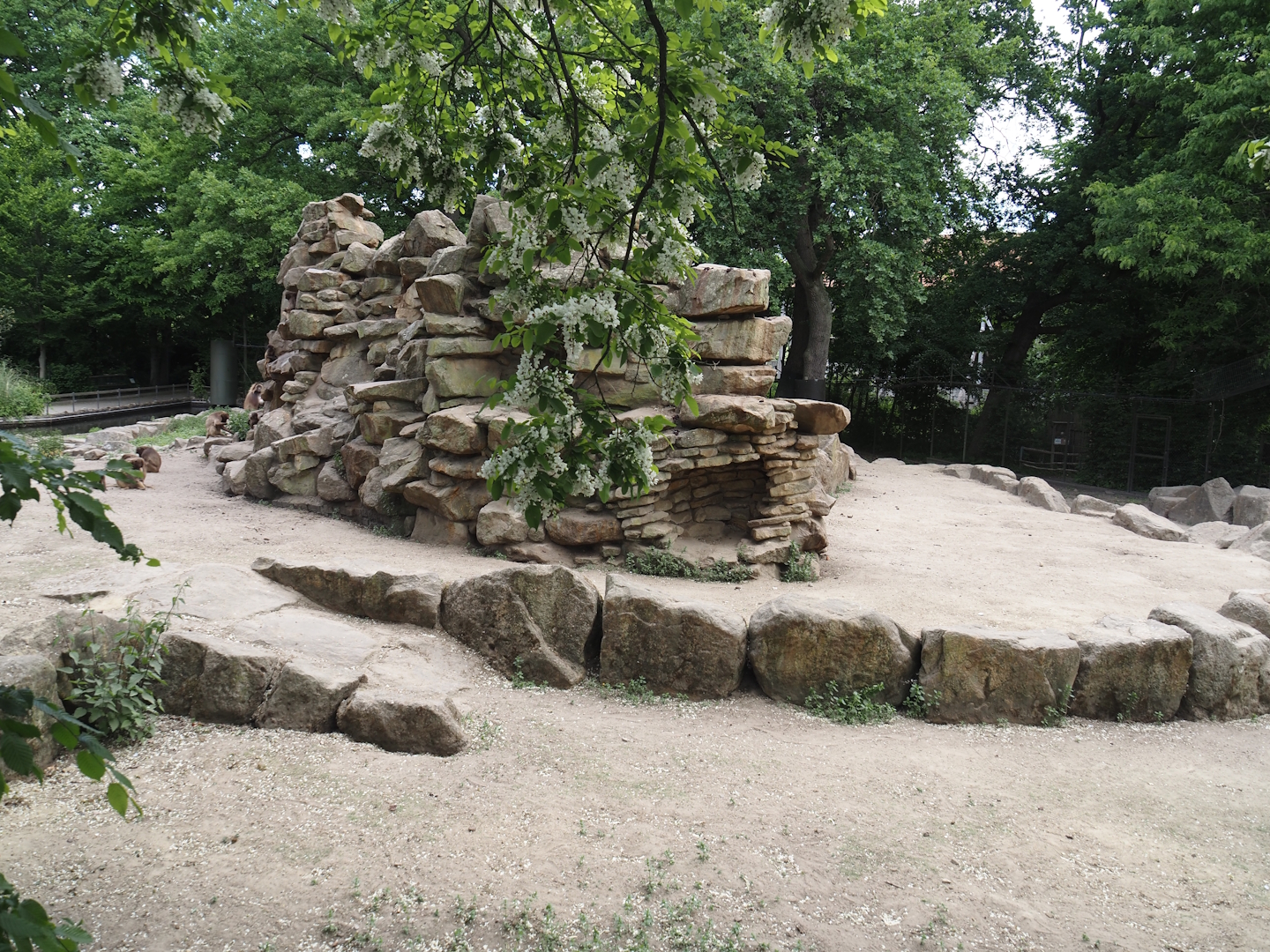 First Gelada exhibit, 2025-05-22