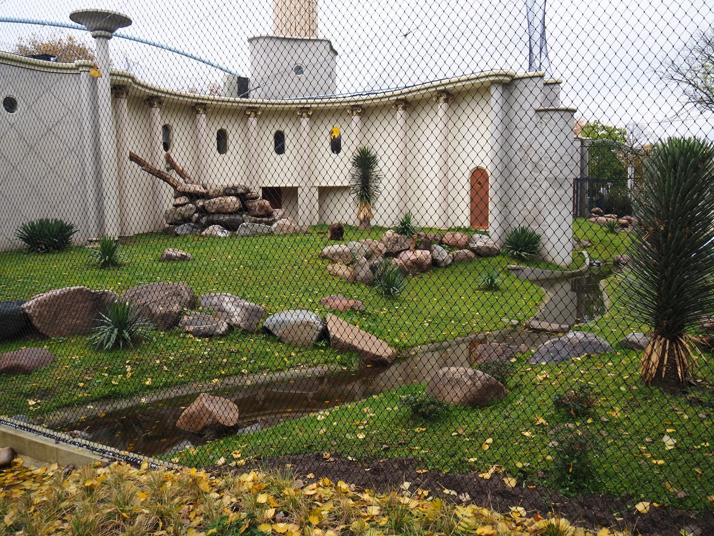 First Gelada exhibit - Male group (Nov 10th, 2018)