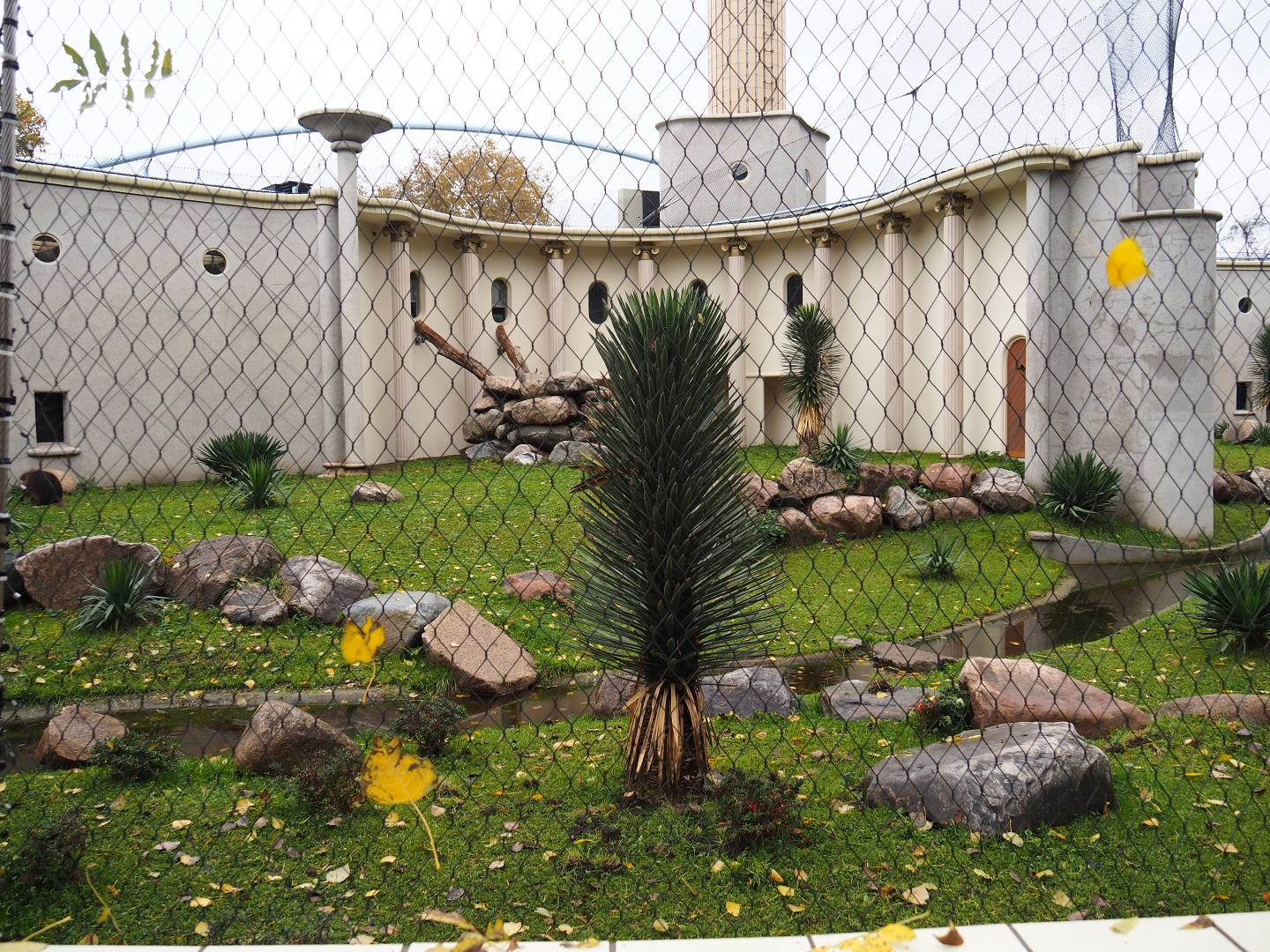First gelada exhibit - Male group (Nov 10th, 2018)
