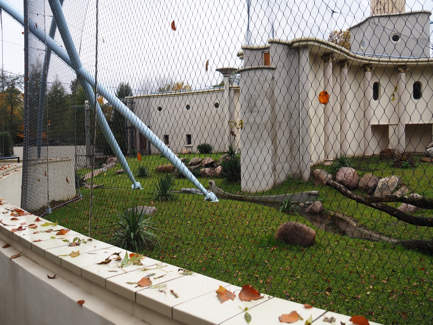 First gelada exhibit - Male group (Nov 10th, 2018)