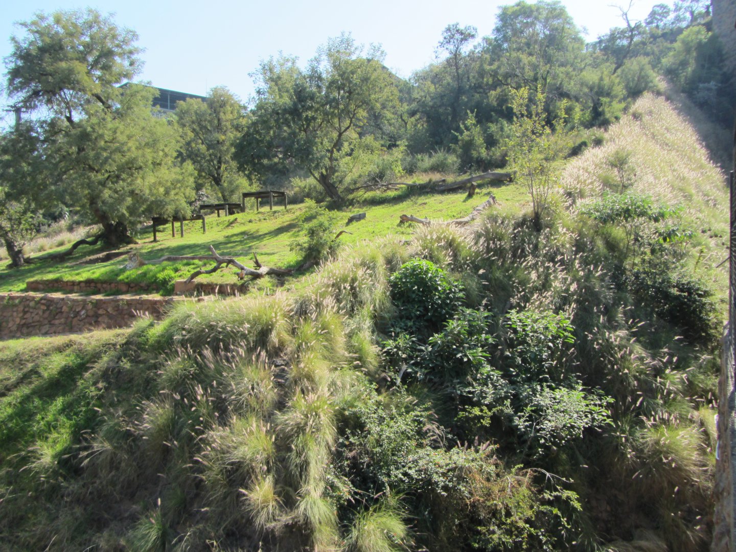 First Generic Tiger Exhibit