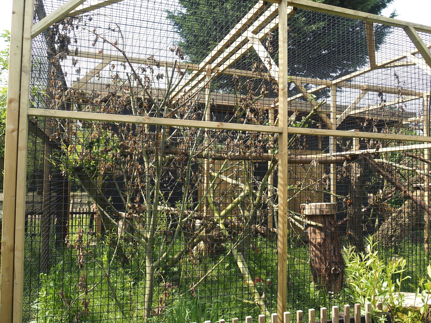 First Geoffroy's cat exhibit, 2024-05-11
