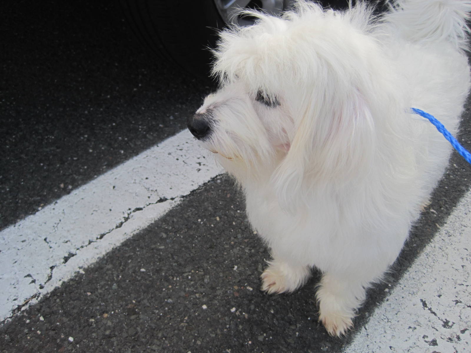 First Getting Herman