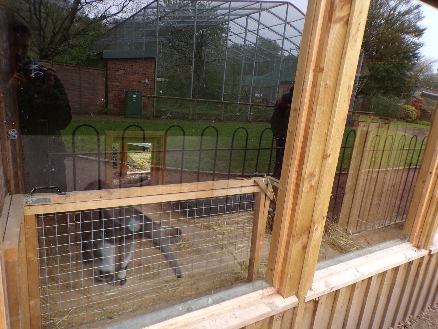 First Giant anteater indoors  7.5.23