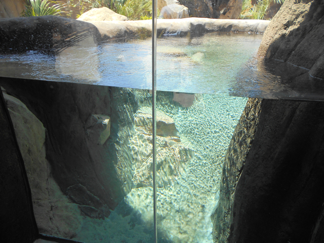 First giant otter viewing area