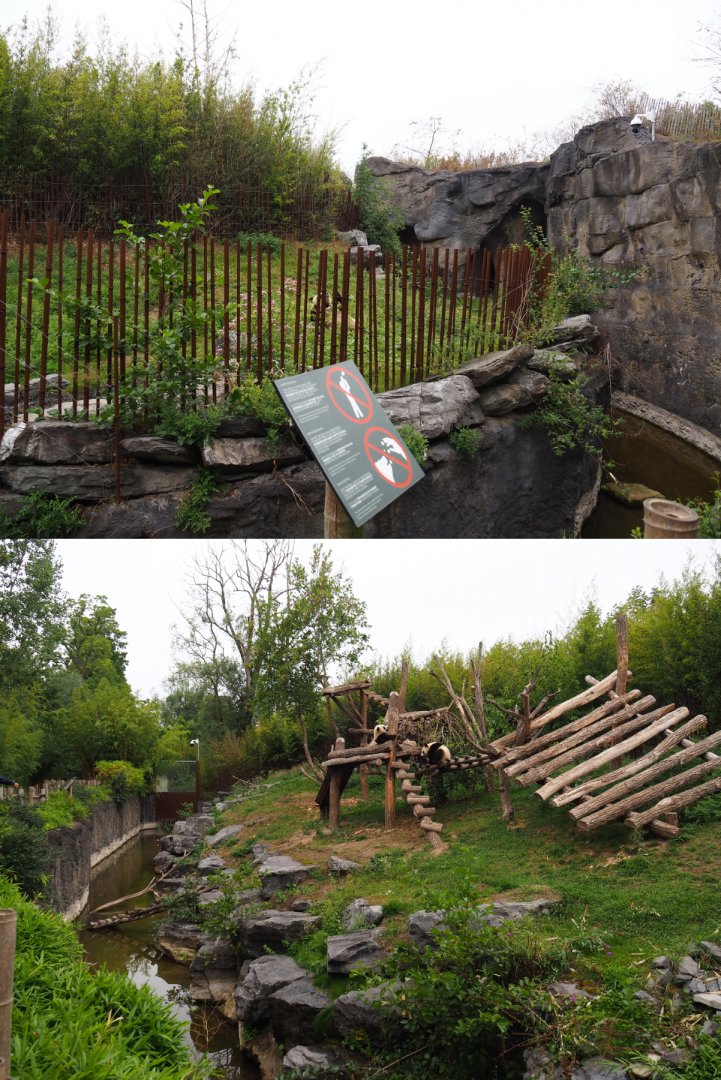 First Giant panda exhibit - Hao Hao, Bao Di and Bao Mei, 2020-09-03