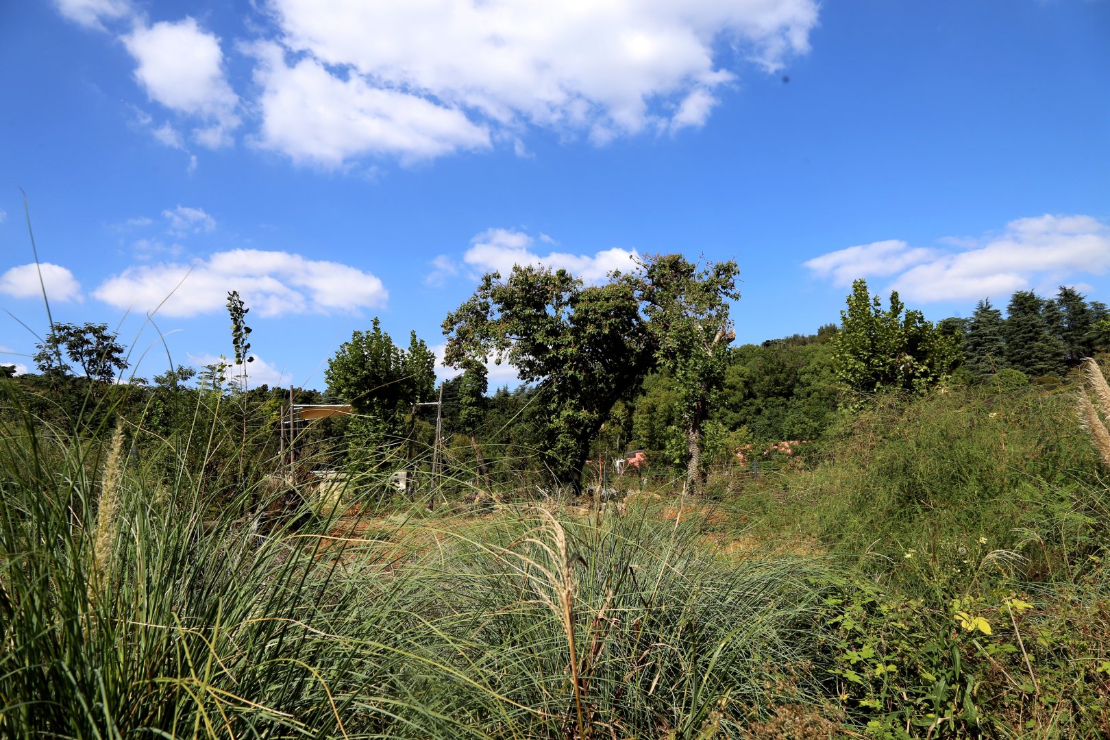 First Glimpse of Savanna Exhibit