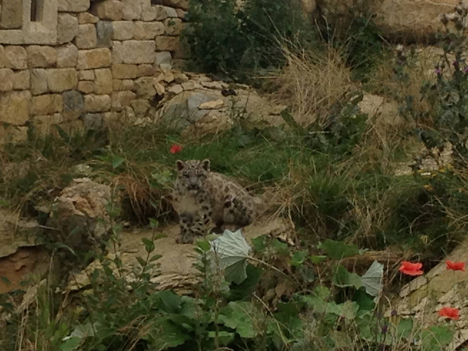 First glimpse of the snow leopard cub