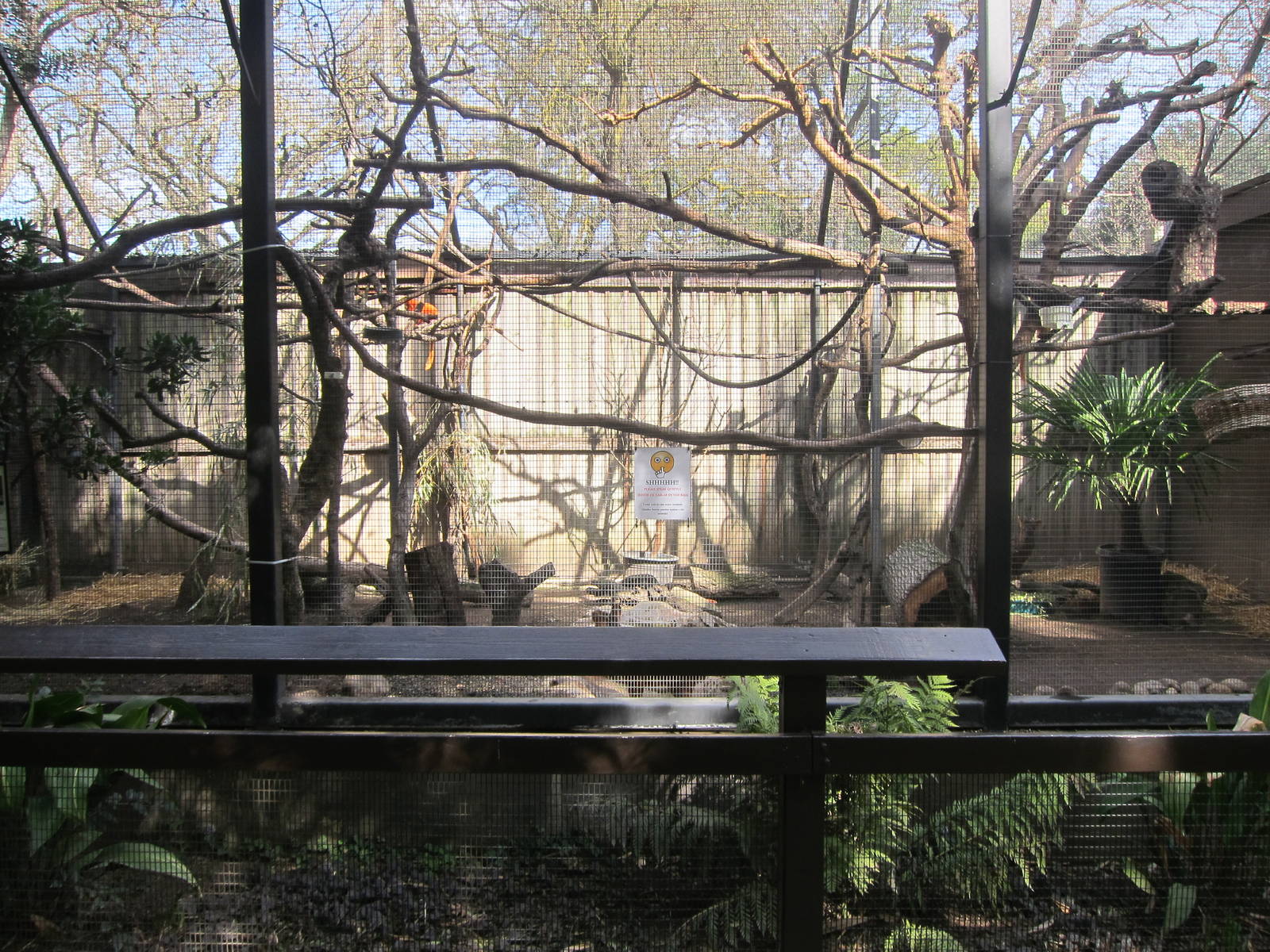 First Golden Lion Tamarin Exhibit