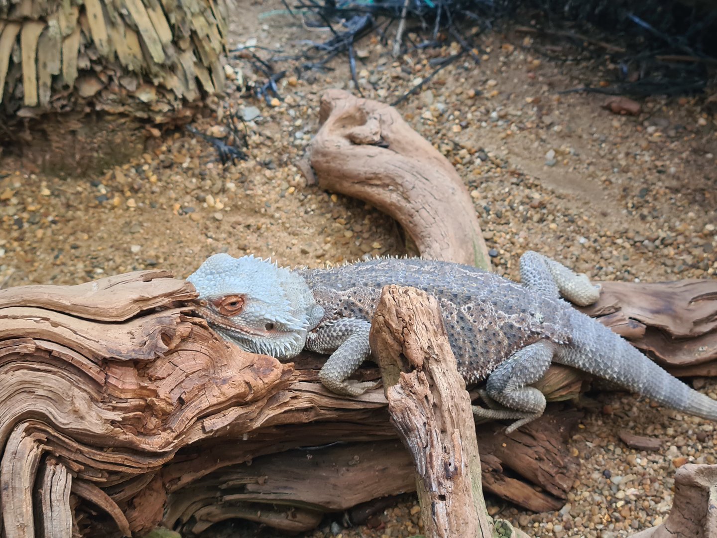 First greenhouse - Bearded dragon